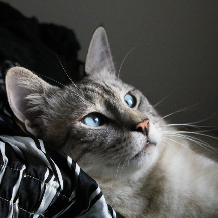 chat gris au yeux bleu sur un tissu rayé noir et blanc
